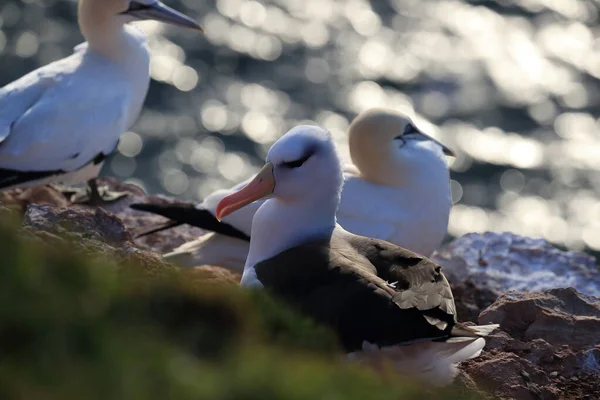 Sort Browed Albatros Thalassarche Melanophris Eller Mollymawk Helgoland Island Nordsøen - Stock-foto
