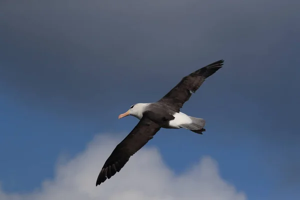 Black Browed Albatros Thalassarche Melanophris Mollymawk Helgoland Island North Sea — Stock Photo, Image
