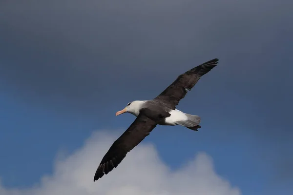 Fekete Böngészésű Albatros Thalassarche Melanophris Vagy Mollymawk Helgoland Island Északi — Stock Fotó