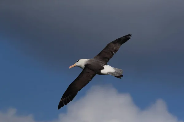 Albatros Beralis Hitam Thalassarche Melanophris Atau Pulau Mollymawk Helgoland Laut — Stok Foto