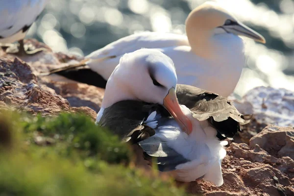 Zwarte Wenkbrauwen Albatros Thalassarche Melanophris Mollymawk Helgoland Island Noordzee Duitsland — Stockfoto