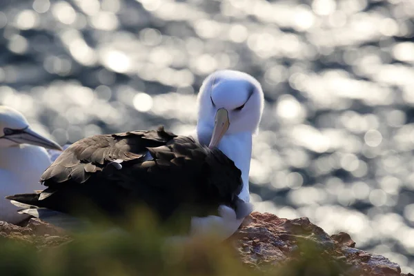 Zwarte Wenkbrauwen Albatros Thalassarche Melanophris Mollymawk Helgoland Island Noordzee Duitsland — Stockfoto