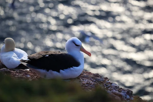 Zwarte Wenkbrauwen Albatros Thalassarche Melanophris Mollymawk Helgoland Island Noordzee Duitsland — Stockfoto