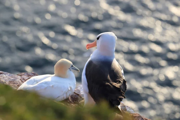 Zwarte Wenkbrauwen Albatros Thalassarche Melanophris Mollymawk Helgoland Island Noordzee Duitsland — Stockfoto