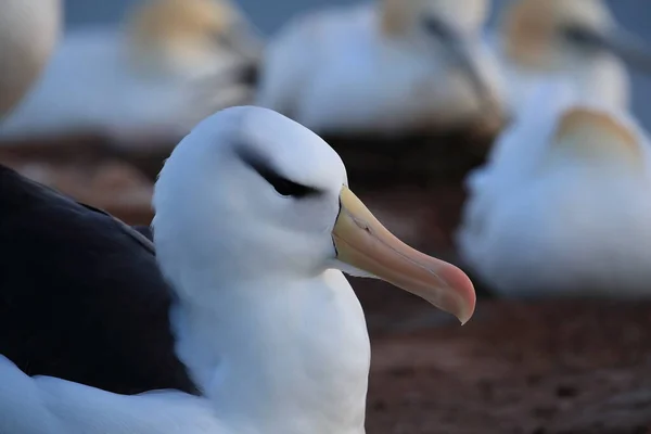 Schwarzbrauenalbatros Thalassarche Melanophris Oder Mollymawk Helgoland Insel Nordsee Deutschland — Stockfoto