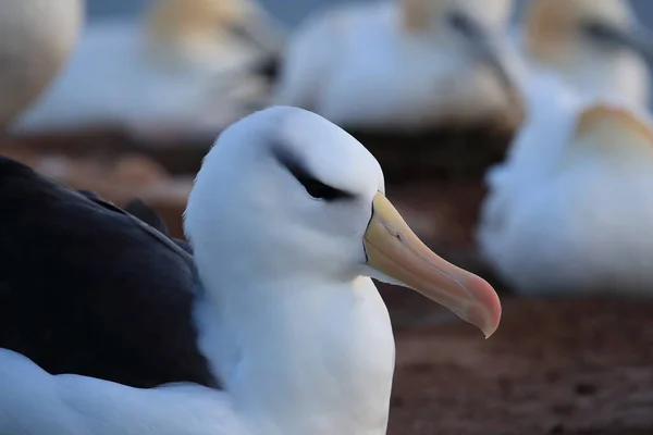 德国北海黑褐色的信天翁 Thalassarche Melanophris 或Mollymawk Helgoland岛 — 图库照片