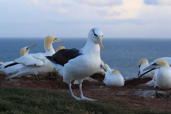 Albatros Cejas Negras Thalassarche Melanophris Mollymawk Helgoland Island Mar Del — Foto de Stock