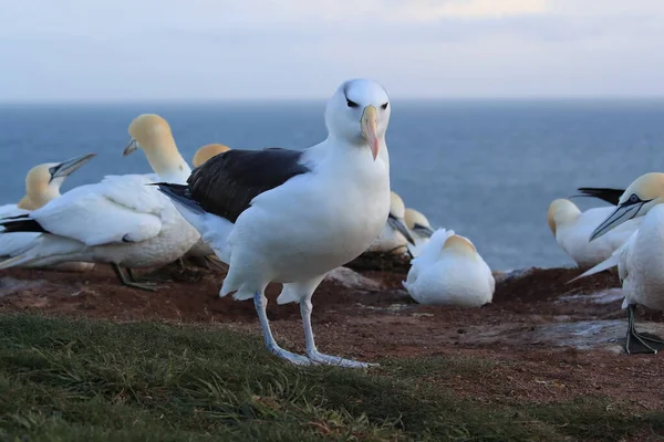 Albatros Testa Preta Thalassarche Melanophris Mollymawk Helgoland Island Mar Norte — Fotografia de Stock