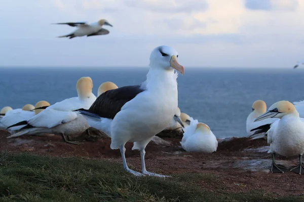 Fekete Böngészésű Albatros Thalassarche Melanophris Vagy Mollymawk Helgoland Island Északi — Stock Fotó