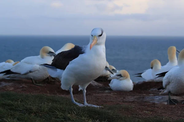 Albatros Cejas Negras Thalassarche Melanophris Mollymawk Helgoland Island Mar Del — Foto de Stock