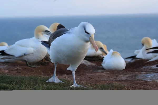 Zwarte Wenkbrauwen Albatros Thalassarche Melanophris Mollymawk Helgoland Island Noordzee Duitsland — Stockfoto