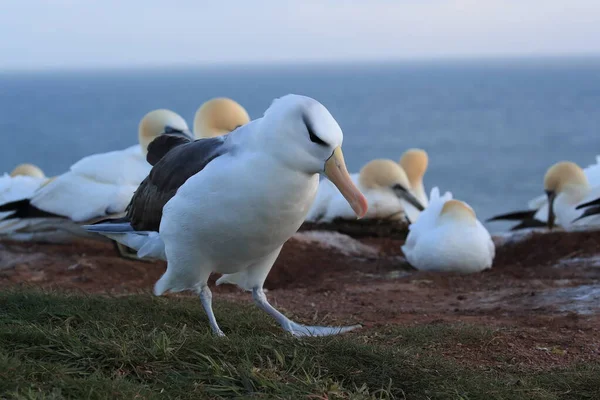 Albatros Testa Preta Thalassarche Melanophris Mollymawk Helgoland Island Mar Norte — Fotografia de Stock