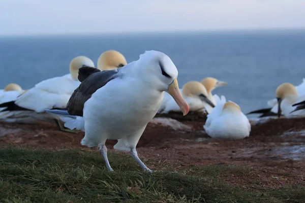 Albatros Testa Preta Thalassarche Melanophris Mollymawk Helgoland Island Mar Norte — Fotografia de Stock