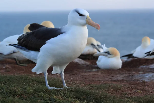 Albatros Testa Preta Thalassarche Melanophris Mollymawk Helgoland Island Mar Norte — Fotografia de Stock