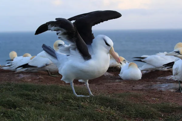 Albatros Testa Preta Thalassarche Melanophris Mollymawk Helgoland Island Mar Norte — Fotografia de Stock