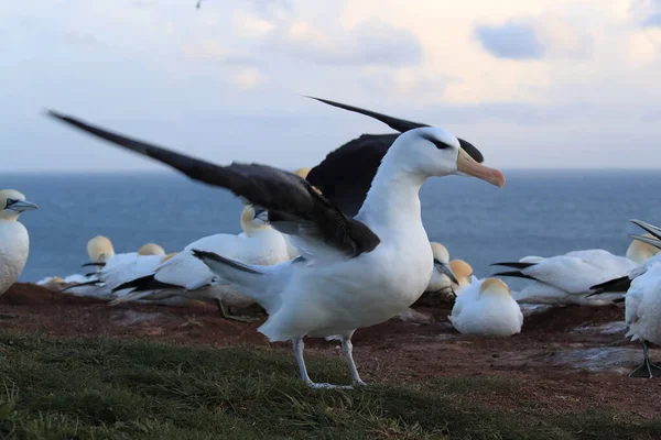 Albatros Testa Preta Thalassarche Melanophris Mollymawk Helgoland Island Mar Norte — Fotografia de Stock