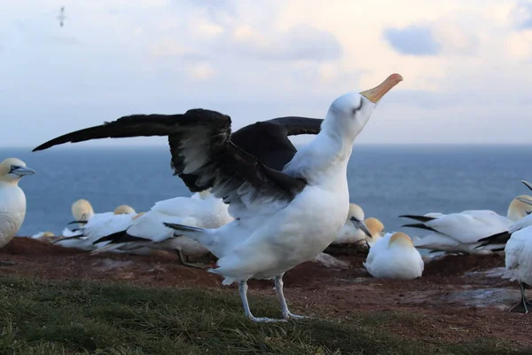 Albatros Cejas Negras Thalassarche Melanophris Mollymawk Helgoland Island Mar Del — Foto de Stock