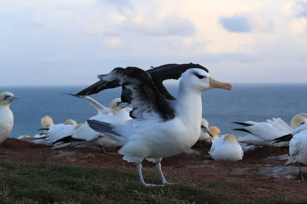 Fekete Böngészésű Albatros Thalassarche Melanophris Vagy Mollymawk Helgoland Island Északi — Stock Fotó