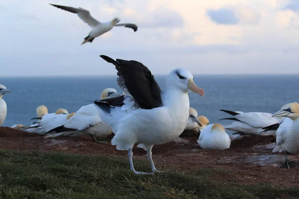 Albatros Maroniu Negru Melanofris Talasarhic Sau Insula Mollymawk Helgoland Marea — Fotografie, imagine de stoc