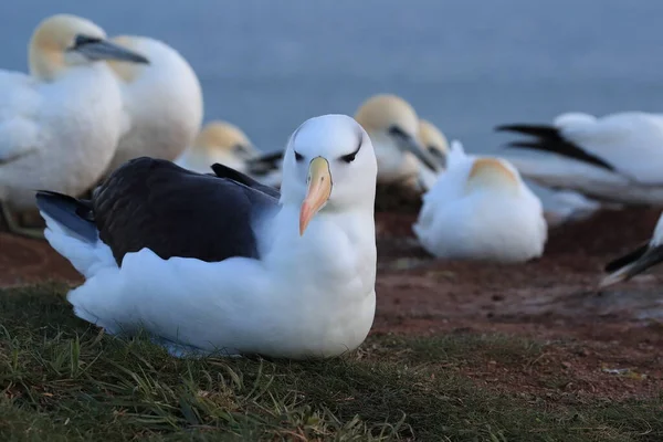 Black Browed Albatros Thalassarche Melanophris Mollymawk Helgoland Island North Sea — Stock Photo, Image