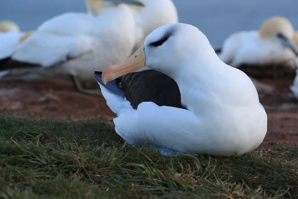 Fekete Böngészésű Albatros Thalassarche Melanophris Vagy Mollymawk Helgoland Island Északi — Stock Fotó