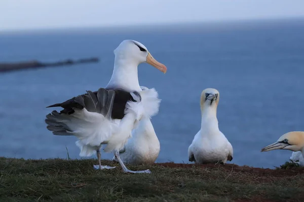 Albatros Maroniu Negru Melanofris Talasarhic Sau Insula Mollymawk Helgoland Marea — Fotografie, imagine de stoc