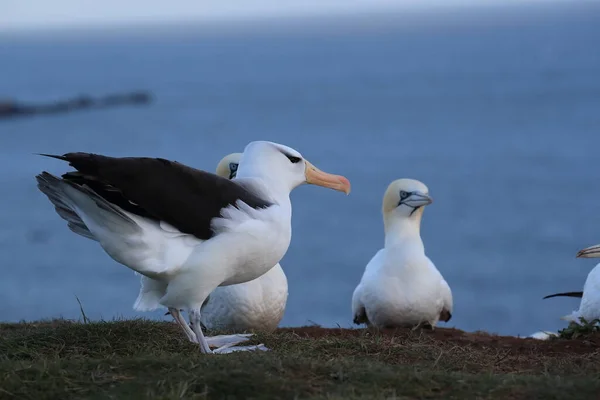 Albatros Testa Preta Thalassarche Melanophris Mollymawk Helgoland Island Mar Norte — Fotografia de Stock