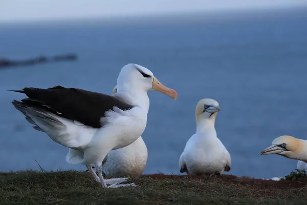 Albatros Testa Preta Thalassarche Melanophris Mollymawk Helgoland Island Mar Norte — Fotografia de Stock