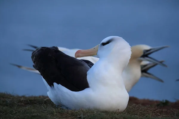 Fekete Böngészésű Albatros Thalassarche Melanophris Vagy Mollymawk Helgoland Island Északi — Stock Fotó