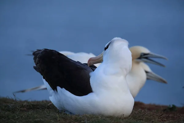 Albatros Cejas Negras Thalassarche Melanophris Mollymawk Helgoland Island Mar Del — Foto de Stock