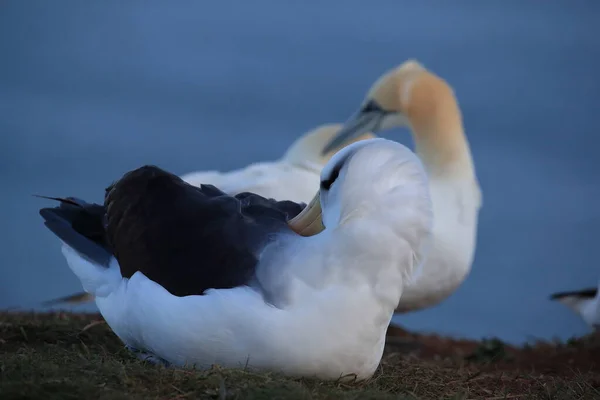 德国北海黑褐色的信天翁 Thalassarche Melanophris 或Mollymawk Helgoland岛 — 图库照片