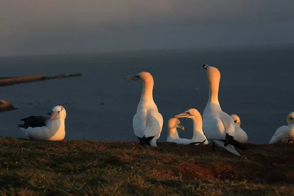 Albatros Testa Preta Thalassarche Melanophris Mollymawk Helgoland Island Mar Norte — Fotografia de Stock