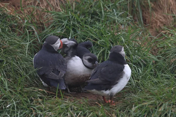 Atlantic Puffin Fratercula Arctica Adulto Com Jovem Islândia — Fotografia de Stock