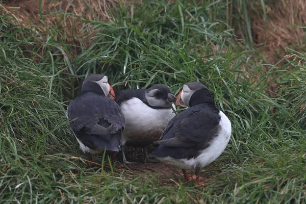 Atlantischer Papageitaucher Fratercula Arctica Erwachsen Mit Jungem Island — Stockfoto