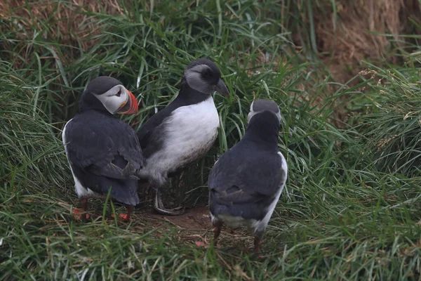 Puffin Atlántico Fratercula Arctica Adulto Con Islandia Joven —  Fotos de Stock