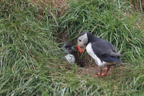 Atlantic Puffin Fratercula Arctica Adulto Con Giovane Islanda — Foto Stock