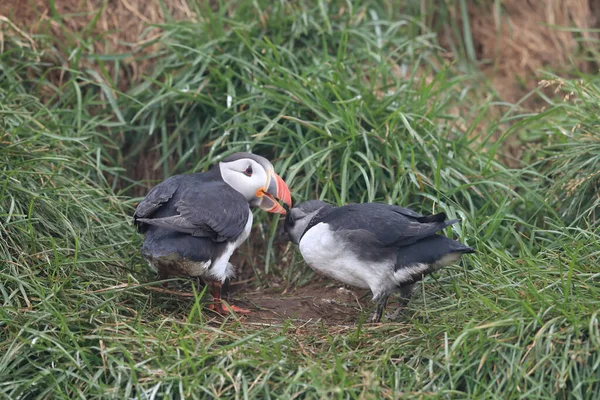 Atlantic Puffin Fratercula Arctica Adulto Con Giovane Islanda — Foto Stock