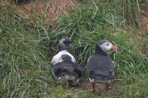 Atlantic Puffin Fratercula Arctica Adulto Con Giovane Islanda — Foto Stock