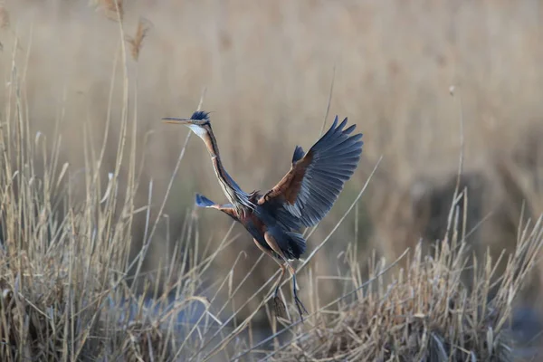 自然生息地であるドイツのBwにあるパープルヘロン Ardea Purpurpurea — ストック写真