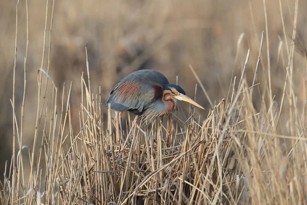 Пурпурний Герон Ardea Purpurea Природному Середовищі Проживання Німеччина — стокове фото