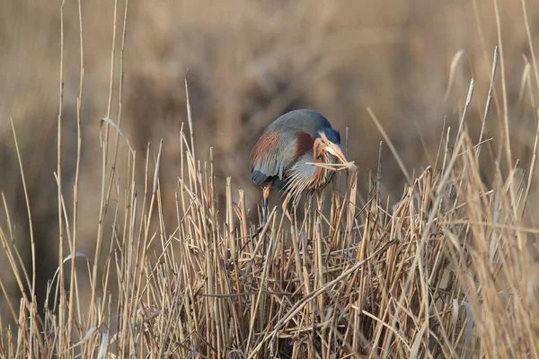 Purple Heron Ardea Purpurea Habitat Natural Alemanha — Fotografia de Stock