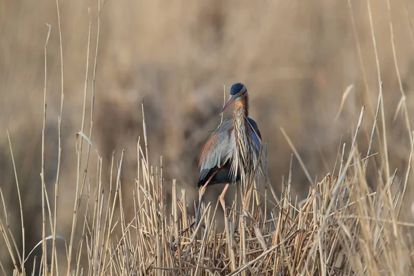 Garza Púrpura Ardea Purpurea Hábitat Natural Alemania — Foto de Stock