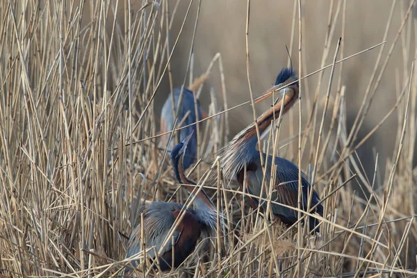 Пурпурний Герон Ardea Purpurea Природному Середовищі Проживання Німеччина — стокове фото