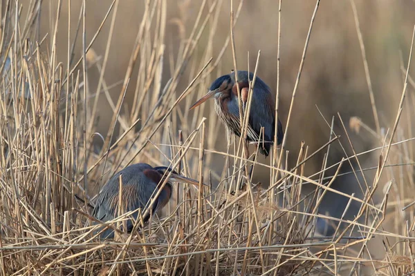 Пурпурний Герон Ardea Purpurea Природному Середовищі Проживання Німеччина — стокове фото