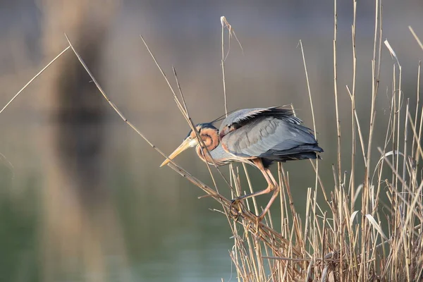 Purple Heron Ardea Purpurea Luontaisessa Elinympäristössä Saksa — kuvapankkivalokuva