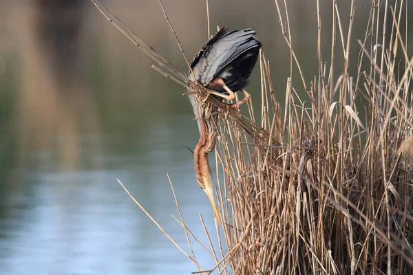 Garza Púrpura Ardea Purpurea Hábitat Natural Alemania — Foto de Stock