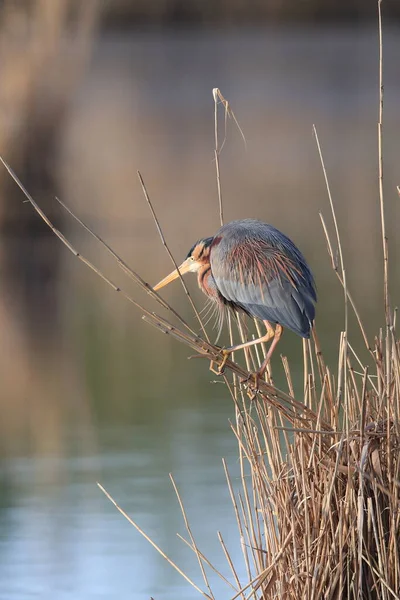 自然生息地であるドイツのBwにあるパープルヘロン Ardea Purpurpurea — ストック写真