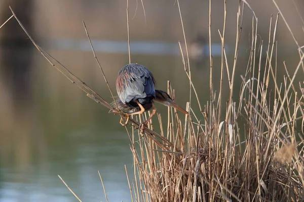 Purpurreiher Ardea Purpurea Natürlichen Lebensraum Deutschland — Stockfoto