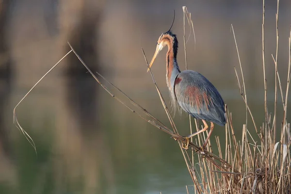 自然生息地であるドイツのBwにあるパープルヘロン Ardea Purpurpurea — ストック写真