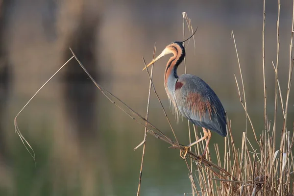 ドイツの自然生息地にある紫色のヘロン Ardea Purpurpurea — ストック写真